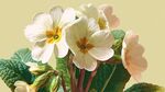 白色報(bào)春花特寫(xiě)