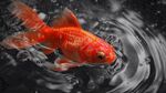 紅金魚于水中泛起漣漪