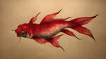 紅色飄逸長尾金魚插畫