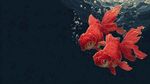 水中紅金魚(yú)悠游畫(huà)面