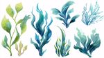 水彩風(fēng)海洋植物素材