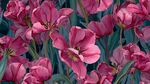 粉色郁金香花卉圖案