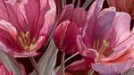 夢幻粉色郁金香花卉圖