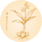 白芨手繪中藥材植物
