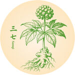 手繪三七中藥材植物圖