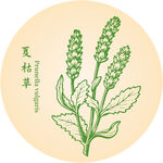 夏枯草中藥材草本植物插畫