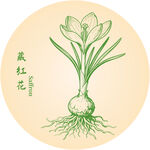 手繪藏紅花植株圖