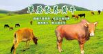 草原散養(yǎng)黃牛