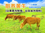 草原散養(yǎng)黃牛