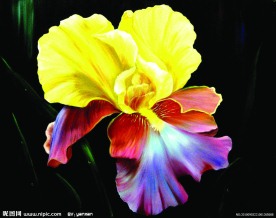 花油畫