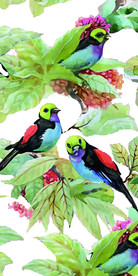 热带植物花鸟分层免扣图