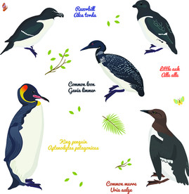 手绘鸟类插画素材