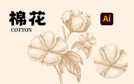 棉花插畫