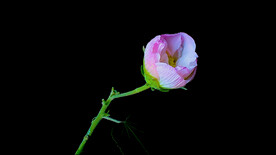 蝸牛和木芙蓉花開視頻素材