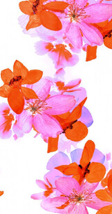 花卉