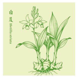 白芨手繪中藥材植物