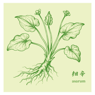 手繪細辛中藥材草本植物圖