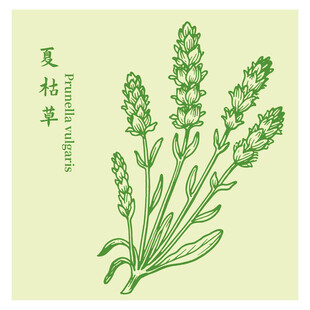 夏枯草中藥材草本植物插畫