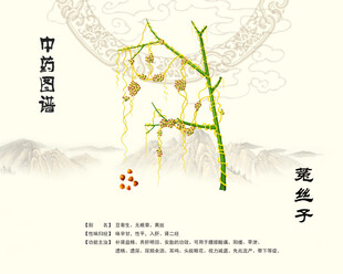 中藥菟絲子展示圖
