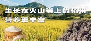 稻米水稻大米海報(bào)五常大米