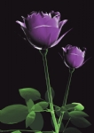 透视玫瑰花