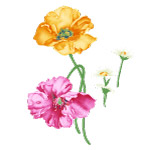 传统花朵绘画