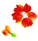 花朵水彩画