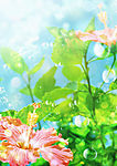 梦幻清新素材