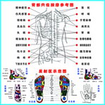 人体穴位