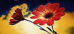 装饰画 无框画 油画 花