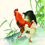 精美的公鸡和母鸡图