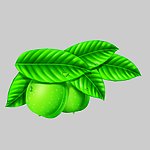 核桃果 手绘 源文件 来自美国的设计