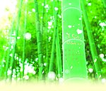 竹林