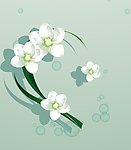 兰花