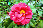 茶花