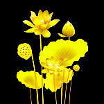 金荷花