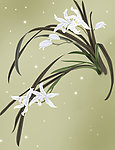 兰花