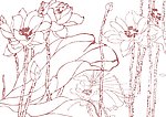 美丽水宫仙花 工笔画