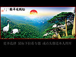 迎客松