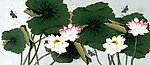 国画 荷花