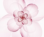 透明花