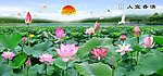 荷花
