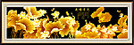 金色荷花