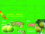 树山翠冠梨箱