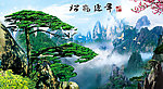 黄山迎客松