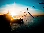 船海边海鸥海燕