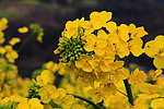 油菜花
