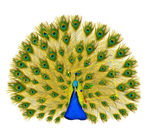 可编辑孔雀开屏动画（不同翅膀）