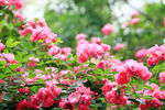 紫花