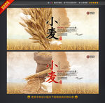 小麦 五谷杂粮